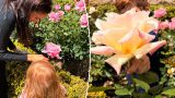 Meghan Markle mostra Archie e Lilibet con i loro capelli rossi brillanti