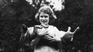 Nomi bizzarri degli animali reali e il loro significato segreto